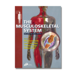 The Musculoskeletal System vignette